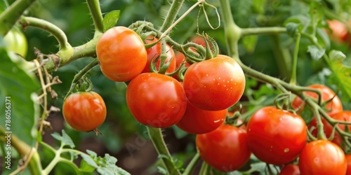Garden Tomatoes. Ripe Red Tomatoes on Tree Branch in Vegetable Garden