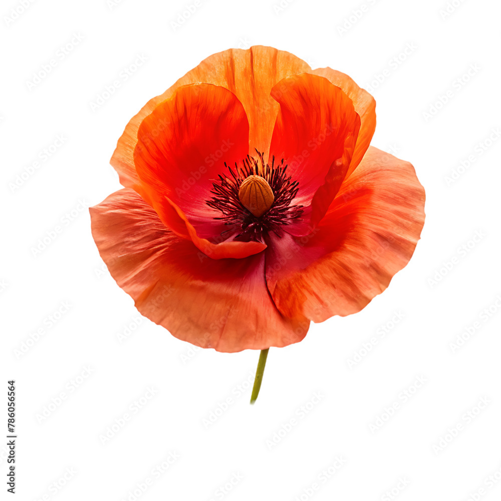 Iceland poppy flower isolated on transparent background Iceland poppy flower isolated on transparent background
