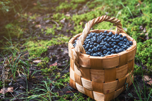 Wild blueberries in a basket photo