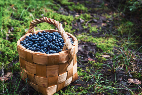 Wild blueberries in a basket on a path in a sunny forest. Berry picking concept, natural products.