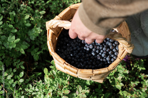 A basket of blueberries in the hands of a man, view from above. Walking in the forest, picking berries.