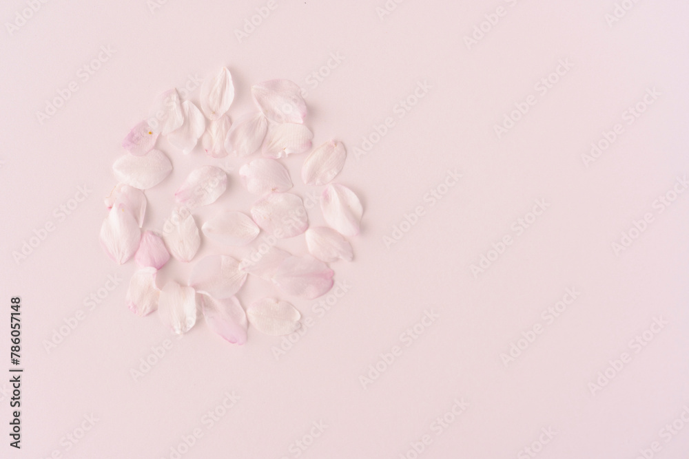 Obraz premium 桜の花びら/背景素材
