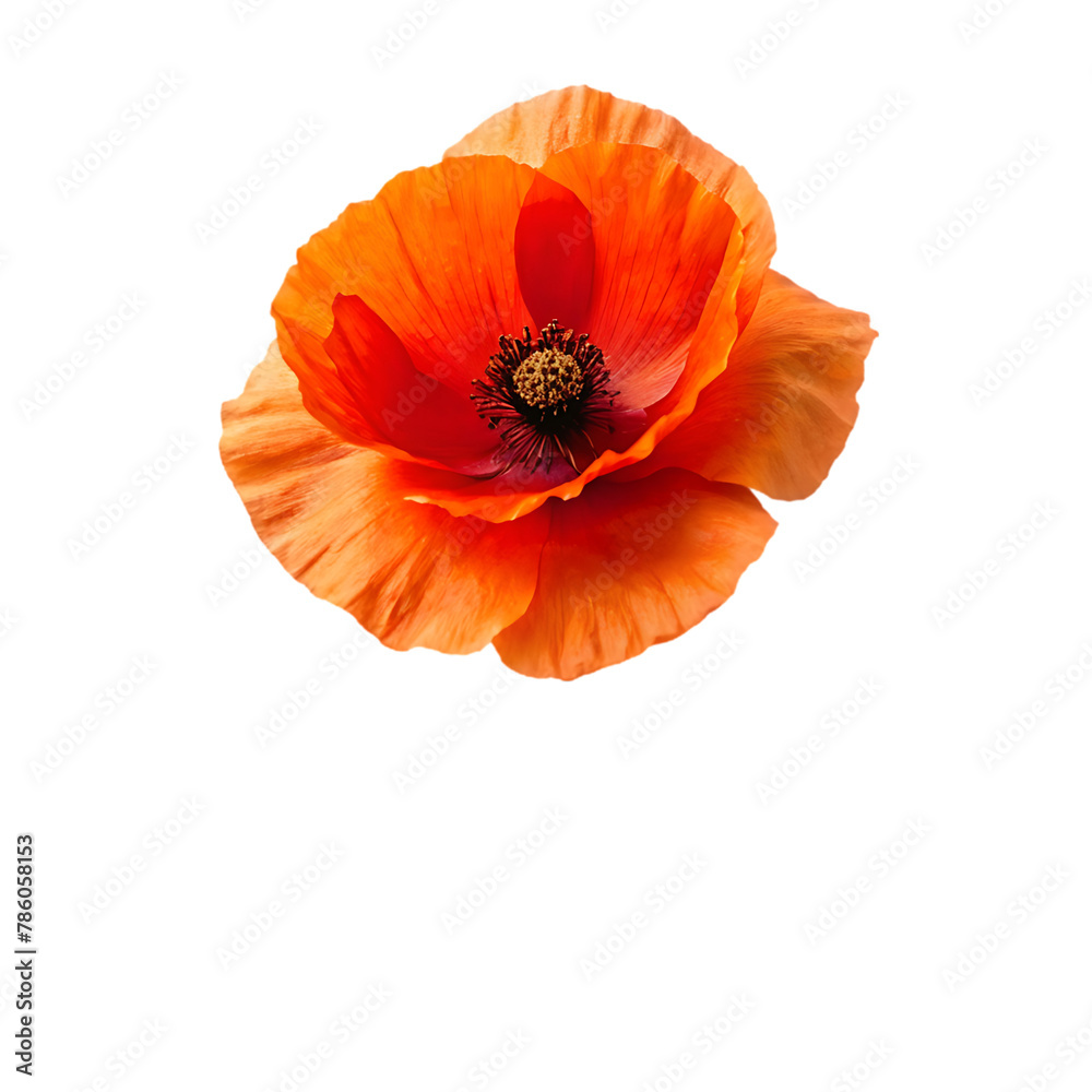 Iceland poppy flower isolated on transparent background Iceland poppy flower isolated on transparent background