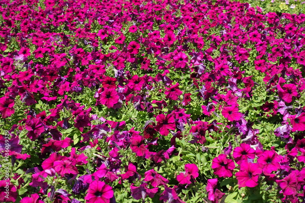 Multiplicity of magenta colored flowers of petunias in July