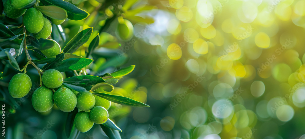A tree with green leaves and green fruit A tree with green leaves and green fruit