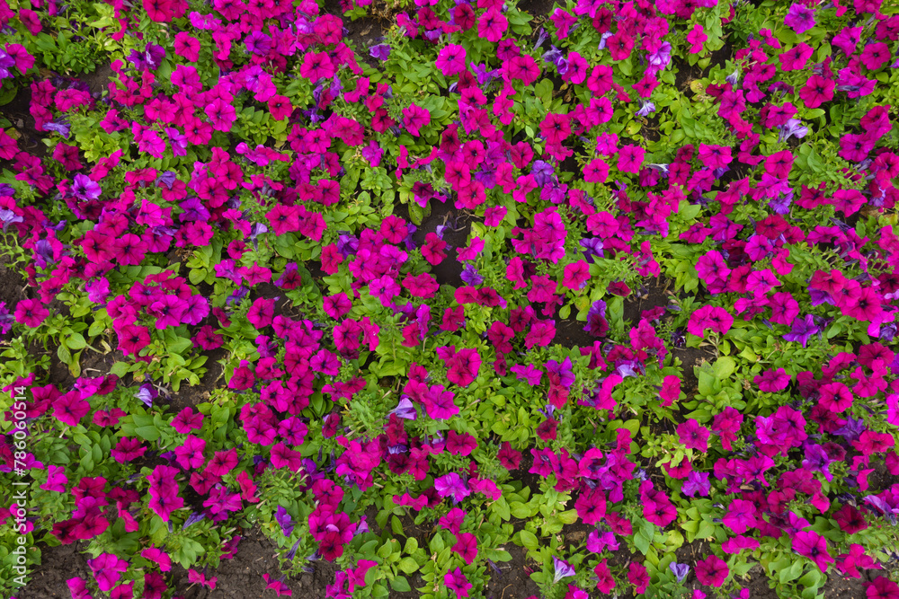 Not a few magenta colored flowers of petunias in mid July Not a few magenta colored flowers of petunias in mid July