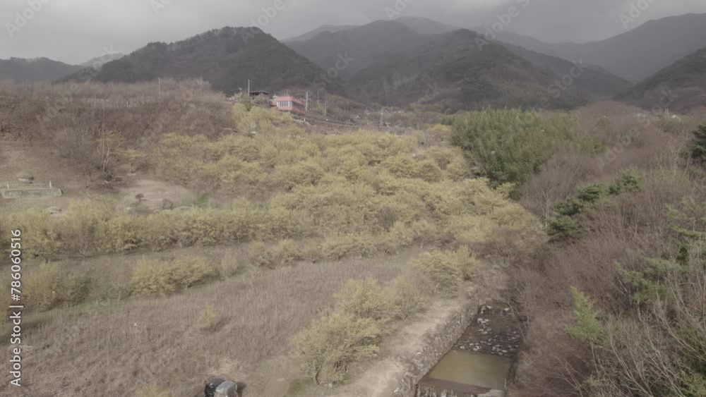 Paysage du printemps en Corée du Sud avec des fleurs jaunes