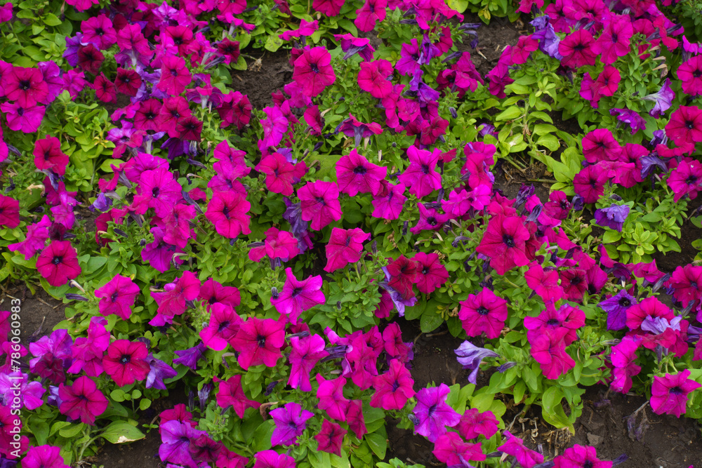 Petunias with magenta colored flowers in mid July