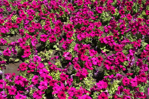 Plenitude of magenta colored flowers of petunias in June