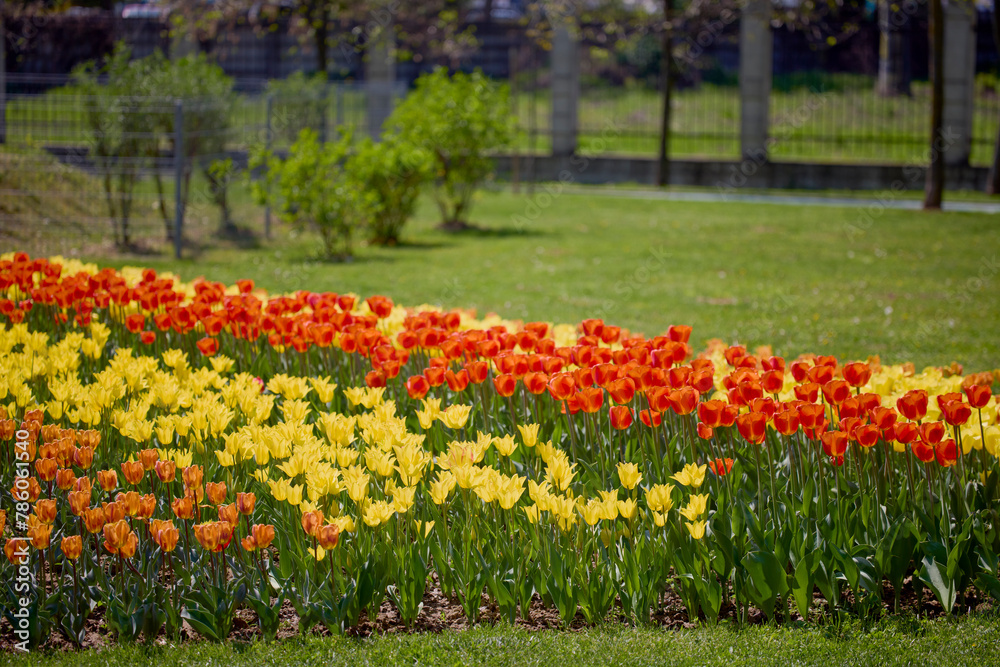 beautiful landscape in the park, arrangement with tulips in spring.