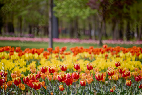 Fototapeta Naklejka Na Ścianę i Meble -  beautiful landscape in the park, arrangement with tulips in spring.