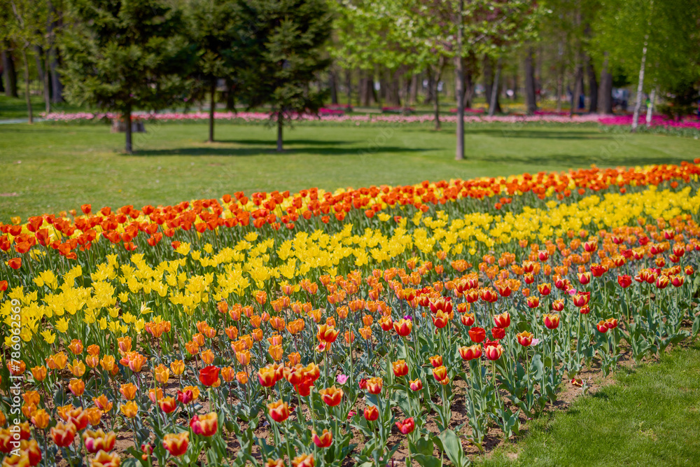 beautiful landscape in the park, arrangement with tulips in spring. beautiful landscape in the park, arrangement with tulips in spring.