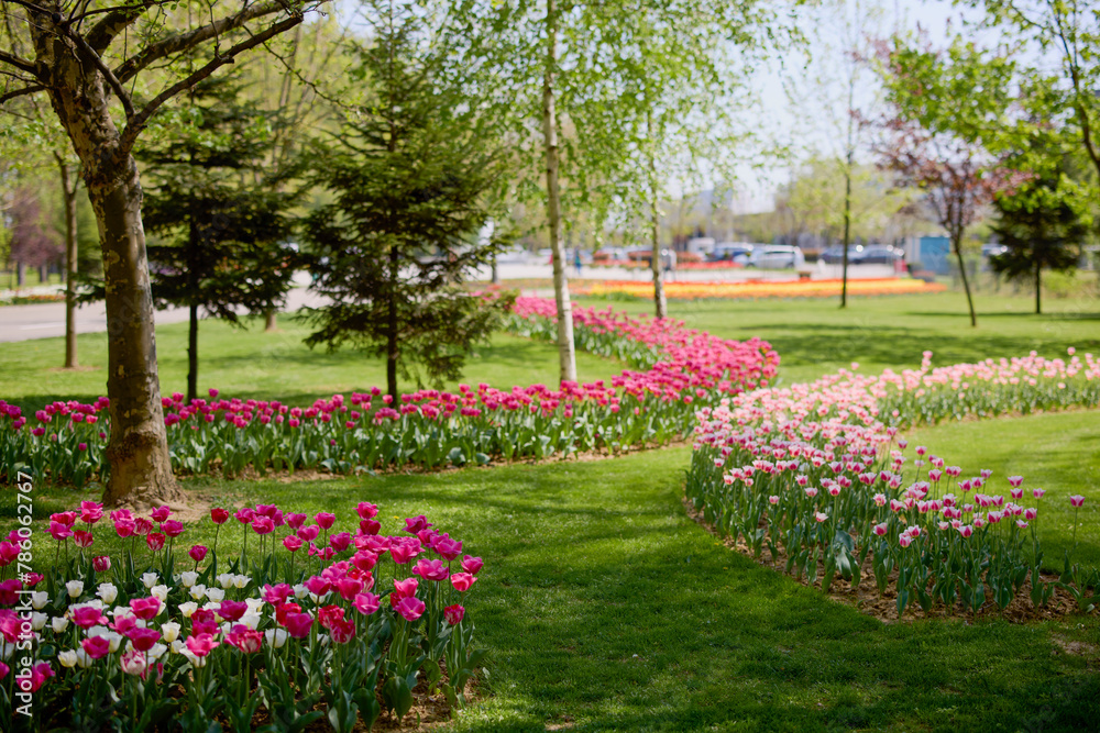 Fototapeta premium beautiful landscape in the park, arrangement with tulips in spring.