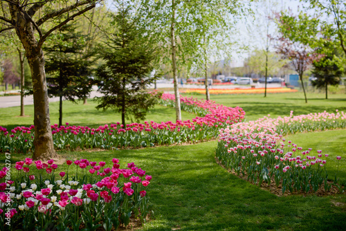 beautiful landscape in the park, arrangement with tulips in spring. © czamfir
