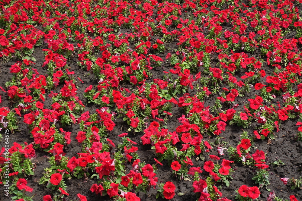 A lot of red flowers of petunias in June