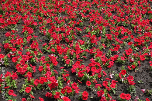 A lot of red flowers of petunias in June