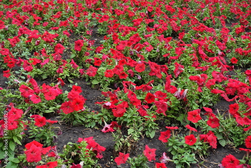Abundant scarlet red flowers of petunias in July