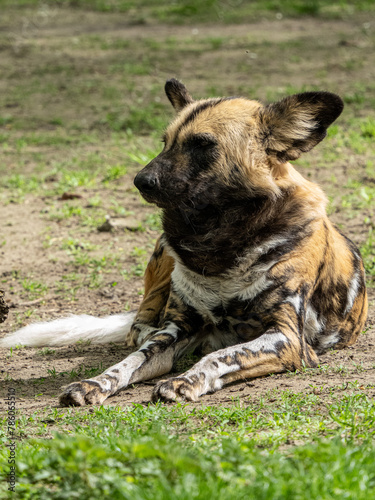 Wildhund © Peter