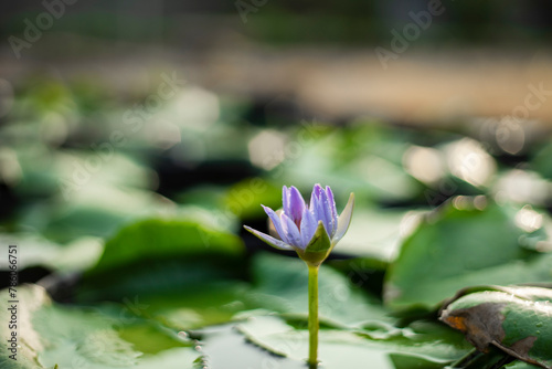 Nymphaeaceae lakes and swamps  with leaves and flowers floating on the water surface  water lily leaves are round  single leaves  growing alternately. Twisted flowers