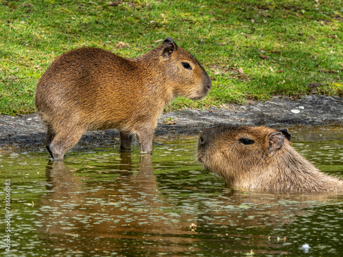 Wasserschwein photo