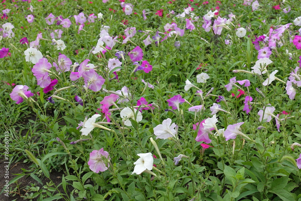 Many flowers of petunias in shades of pink in July Many flowers of petunias in shades of pink in July