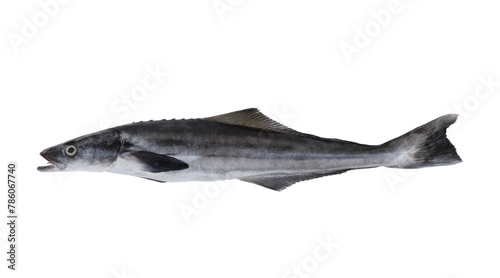 Raw cobia fish isolated on white background