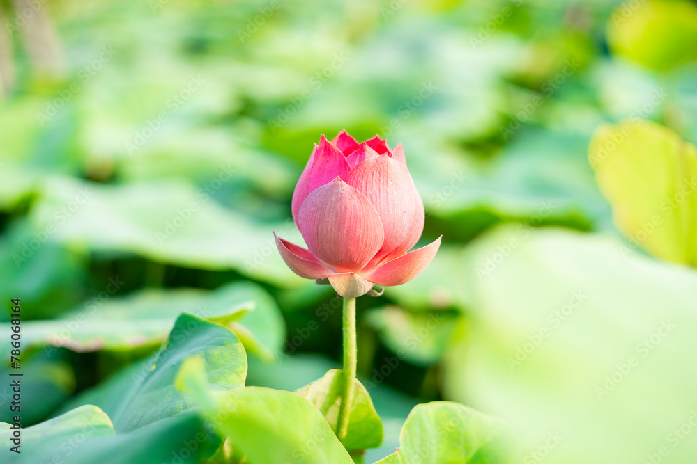 Lotus,Lotus flowers in the evening,Close-up of lotus water lily,Close-up of water lily blooming outdoors,Close-up of lotus water lily, Lotus,Lotus flowers in the evening,Close-up of lotus water lily,Close-up of water lily blooming outdoors,Close-up of lotus water lily,