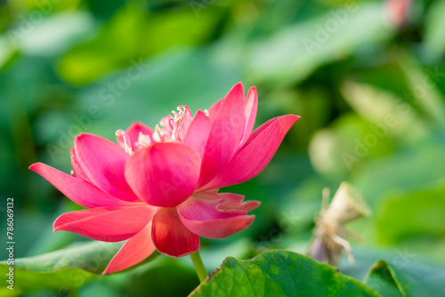 Lotus Full bloom Royal lotus flowers among green leaves in famous Summer lotus pond of West Lake.