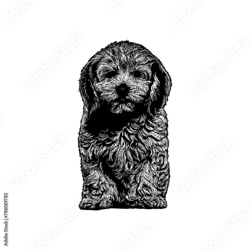 Lhasapoo hand drawing vector isolated on background.