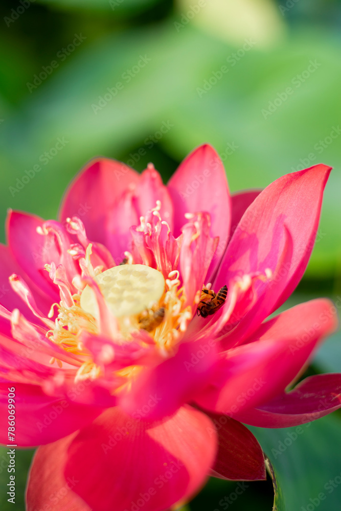 Fototapeta premium Lotus,Full bloom Royal lotus flowers among green leaves in famous Summer lotus pond of West Lake.