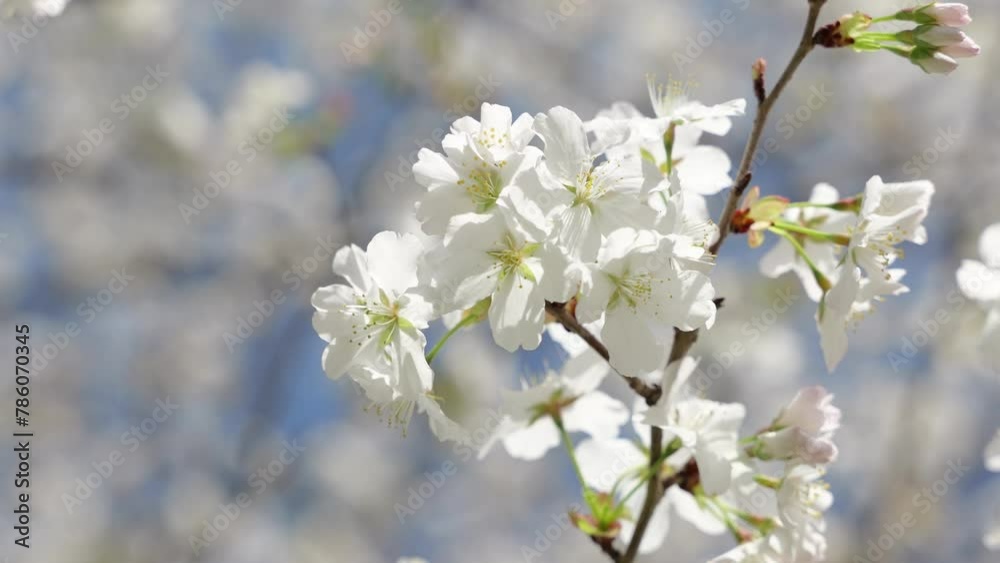 Sunlight leaking through cherry blossoms Sunlight leaking through cherry blossoms
