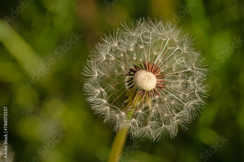 White dandelion flower with seeds on the green blurred background of grass.