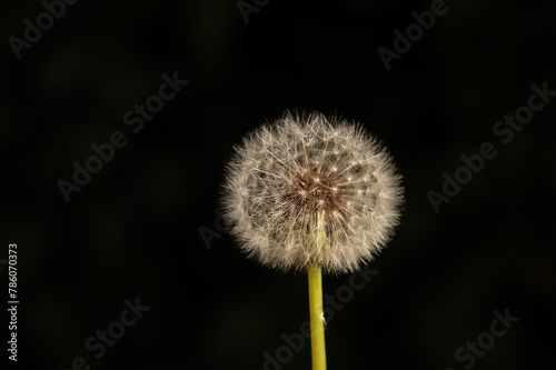 White dandelion flower with seeds on black background.