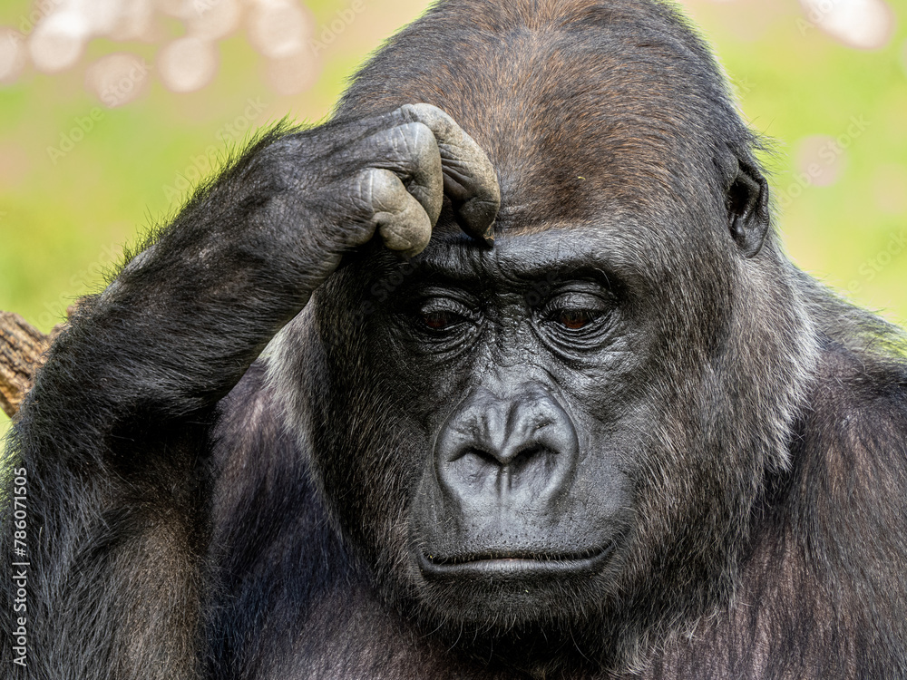 Gorilla Gorilla