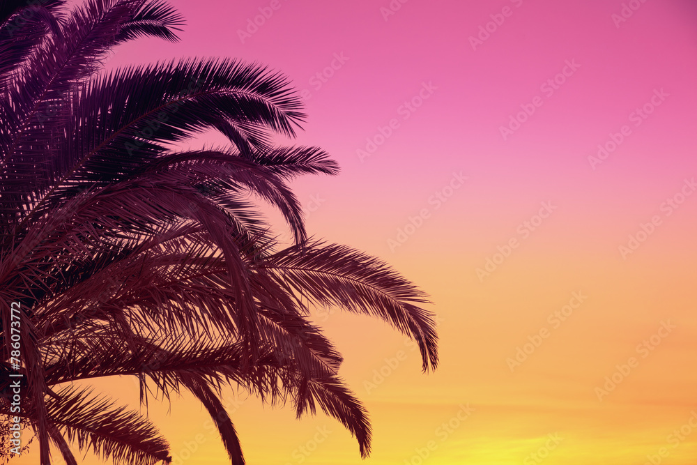Palm leaves against the background of a gradient sunset sky. Tropical nature background. Color gradient