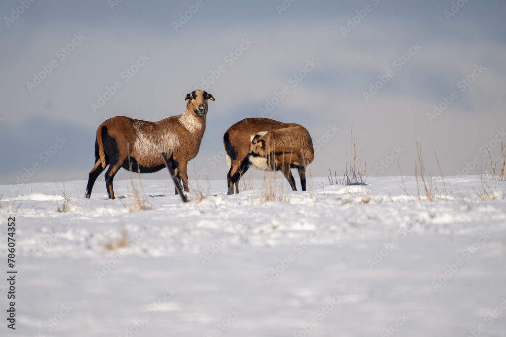 goat in the snow goat in the snow