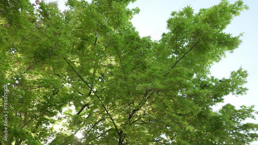 Green tree leaves in summer sunlight. Bright green maple foliage sway in blow wind in spring forest. Green tree leaves in summer sunlight. Bright green maple foliage sway in blow wind in spring forest.