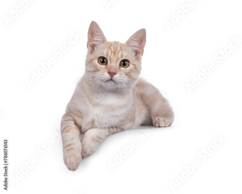 Alert European Shorthair cat kitten, laying down facing front on edge. Looking to camera with a lot of attitude. Isolated on a white background.