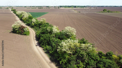 agriculture fields in Vojvodina, in spring, with blooming acacia trees and young green wheat