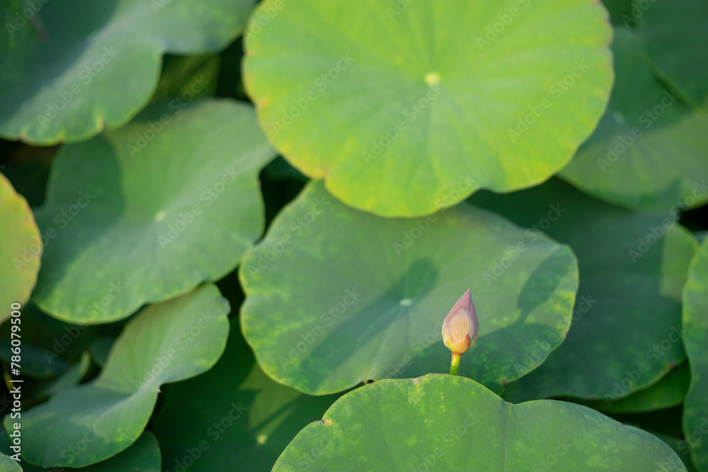 Lotus,Artificially created bio system with a beautiful white lotus flower, marsh plants and algae,Close-up of lotus water Lotus,Artificially created bio system with a beautiful white lotus flower, marsh plants and algae,Close-up of lotus water