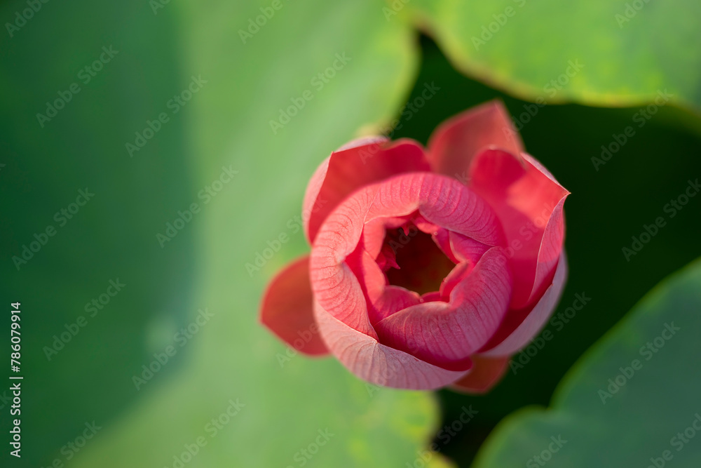 Lotus,Artificially created bio system with a beautiful white lotus flower, marsh plants and algae,Close-up of lotus water