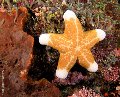 A Granulated Sea Star on corals Apo Island Philippines