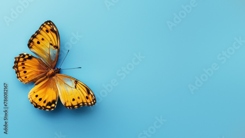 A striking image of an orange butterfly with its wings fully spread, contrasting against a solid blue background, perfect for nature themes