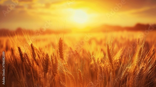 Beautiful golden sunrise over abundant wheat field  scenic agriculture landscape view