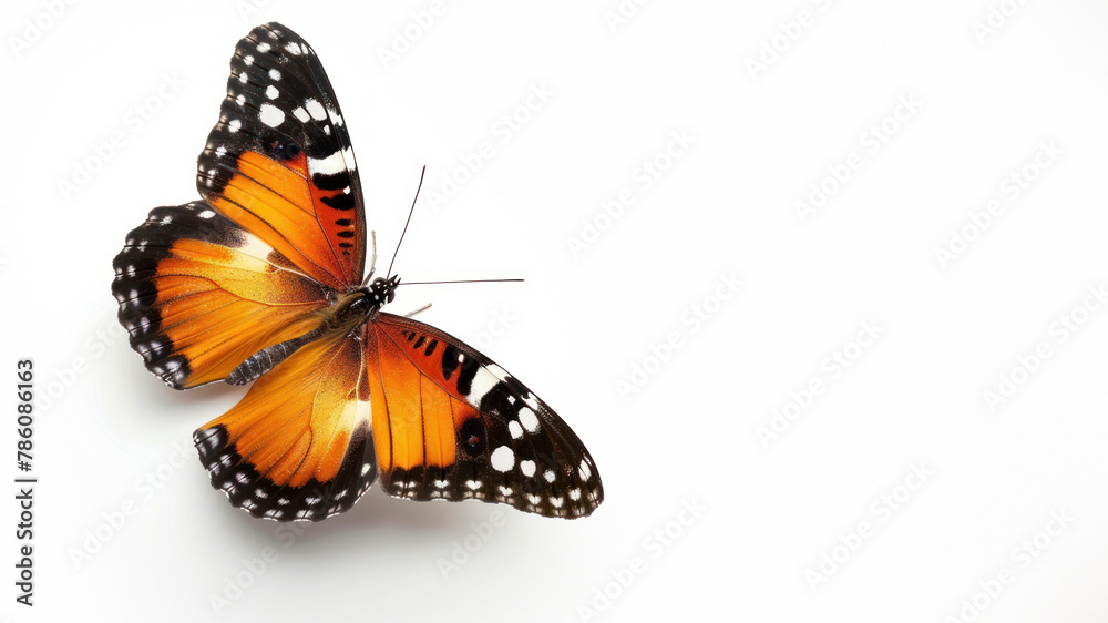 Fototapeta premium A captivating image of a monarch butterfly with its wings fully open, displaying the striking orange and black coloration in natural lighting