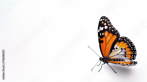 This image captures the iconic monarch butterfly in its full glory with wings spread, showcasing its recognizable orange and black pattern © Fxquadro