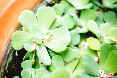 Pistia stratiotes, Pistia refers to the aquatic nature of the plants. The specific epithet Pistia is also derived from a Greek word, στρατιώτης, meaning 