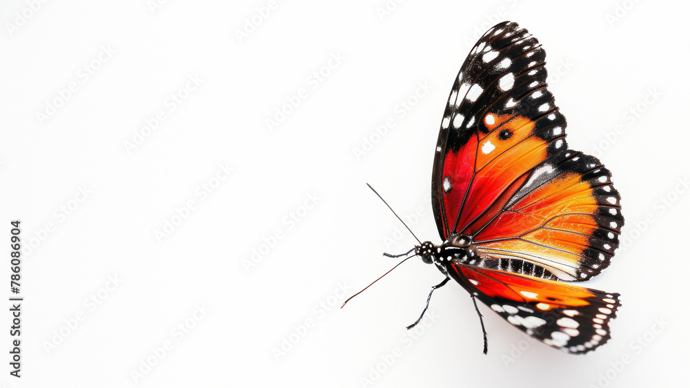 Obraz premium Vividly colored butterfly with a dynamic pose and blurred facial area against a white background