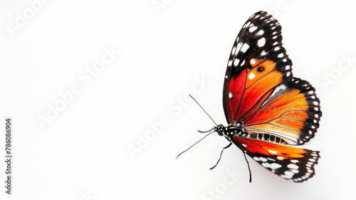 Vividly colored butterfly with a dynamic pose and blurred facial area against a white background © Fxquadro