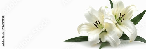 Wallpaper Mural Funeral lily on white background with ample space for text placement to create meaningful tributes Torontodigital.ca